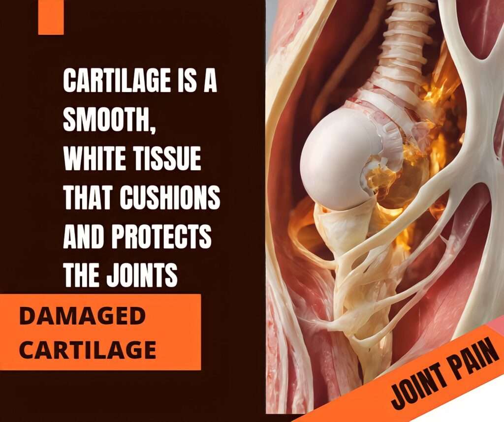 damaged cartilage